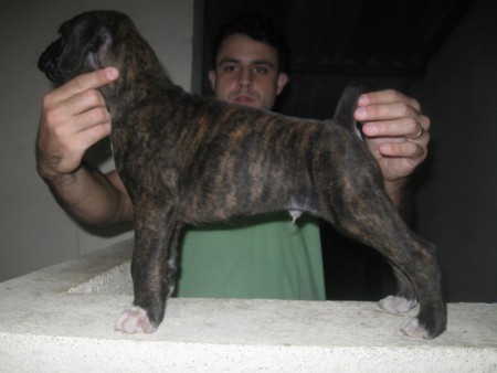 Brow - Rio de Janeiro - RJ